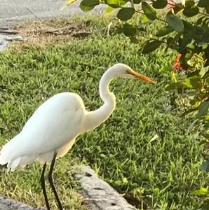 Meet your Posher, Celia